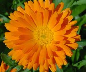 Calendula – A Summertime Herb