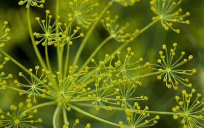 Natural Treatments for Seasonal Allergies